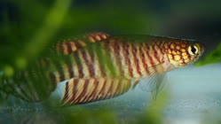 11-0-Copr_2025-John_Stel.jpg 11-0-Copr_2025-John_Stelt.jpg