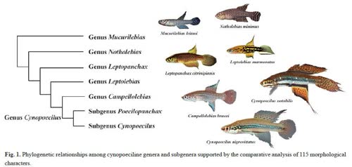 https://www.facebook.com/groups/killifishnews