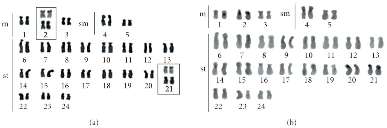 karyotypes