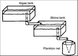 moina-tankt.jpg